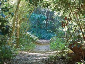 Tree-lined Iluka Rainforest walk in Iluka Nature Reserve. Photo: Nick Cubbin © DPIE
