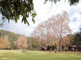 A wide shot of Ironbark Flat picnic area in Royal National Park with trees and people in the