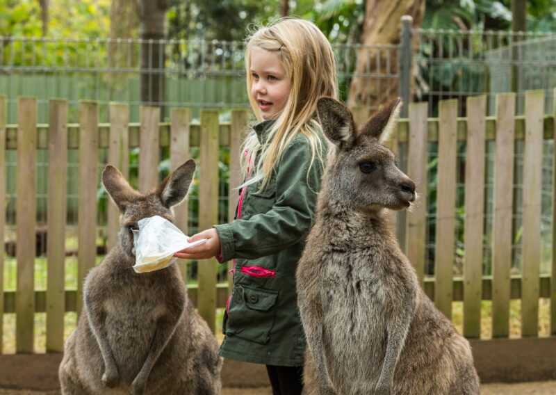 Our friendly Kangaroos are waiting for you to visit and pat them
