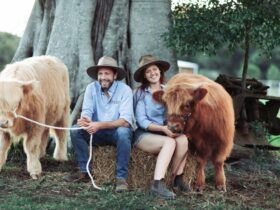 A smiling couple sit together on a hay bale with a highland cow calf standing on each side of them