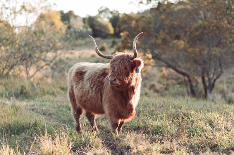An adult highland cow with large horns stands in a paddock at dusk