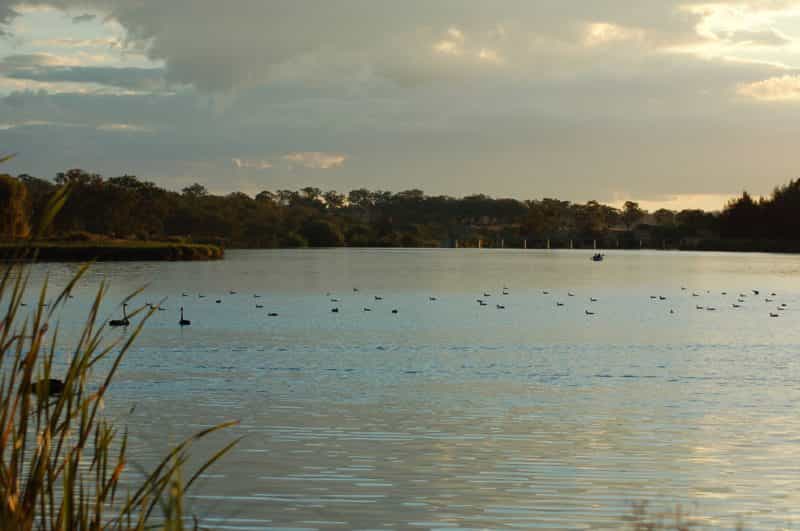 Group of Black Swans with Kayakers behind them on Lake Inverell