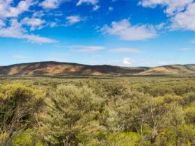 Panoramic view of bushland and Gunderbooka Range under a blue sky. Photo credit: Leah Pippos ©