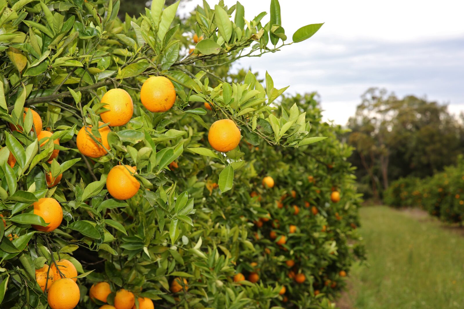 Orange tree in the orchard