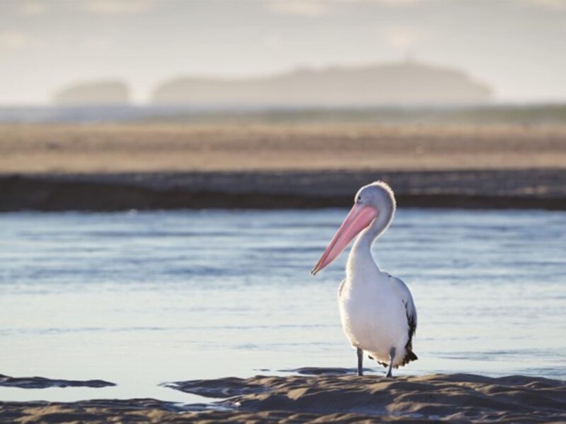 A pelican at Moonee Creek in Moonee Beach Nature Reserve. Photo: Rob Cleary © OEH
