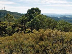 Views towards Mount Canobolas, Mount Canobolas State Conservation Area. Photo credit: Boris Hlavica