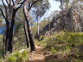 Mount Coryah walking track, Mount Kaputar National Park. Photo: Ian Smith