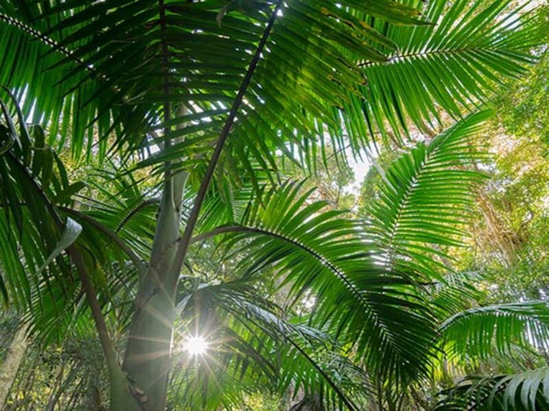 A bangalow palm. Credit: John Spencer © DPIE