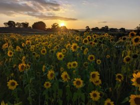 Sunset at Mudgee Sunflowers