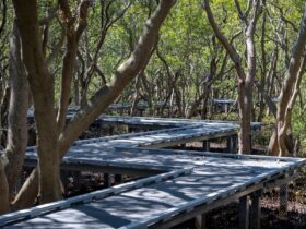 Image of boardwalk pathway in between mangrove trees.