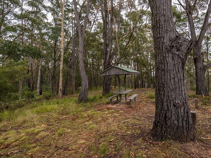 Myrtle Mountain lookout, South East Forest National Park. Photo credit: John Spencer © DPIE