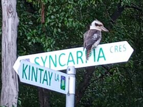 A Kookaburra sitting on the Syncarpia and Kintay roadsign