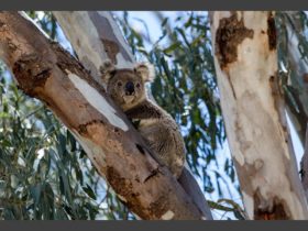 Koala spotting