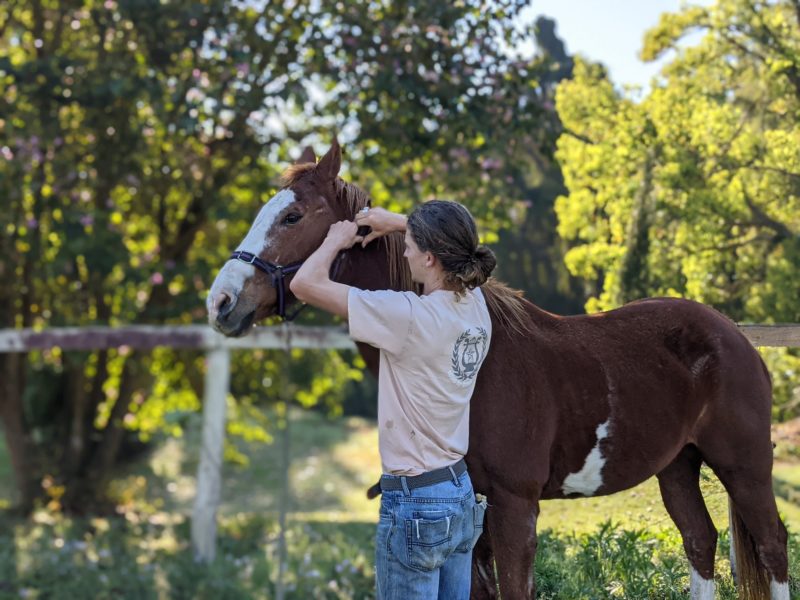 Volunteer caring for Harvy the horse
