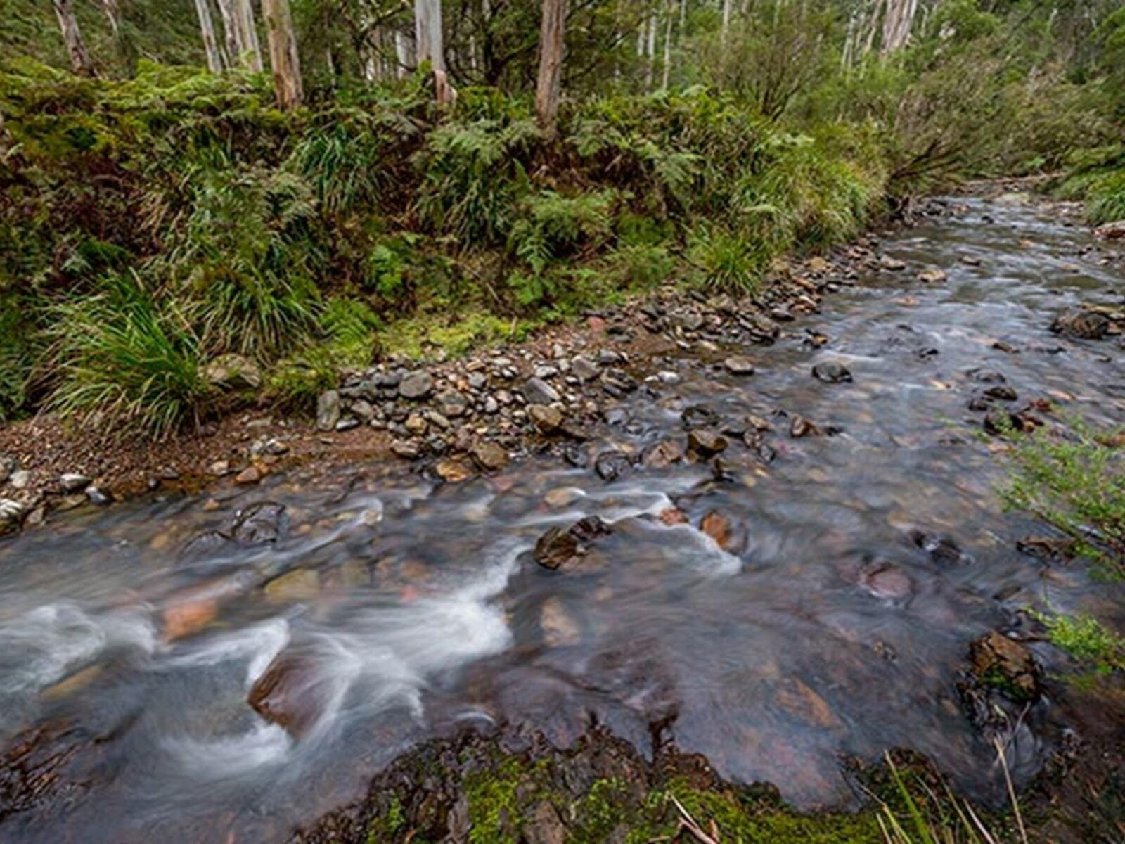 Creek line, Nowendoc National Park. Photo: John Spencer © DPIE
