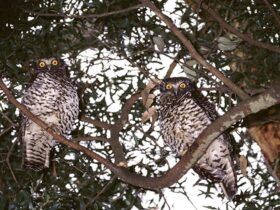 2 powerful owls in a tree. Photo: Ken Stepnell © DPIE