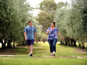 Male and female walking between two rows of Olive Trees