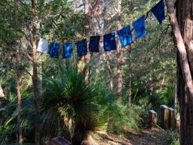 Blue flags strung between tall bushland trees.