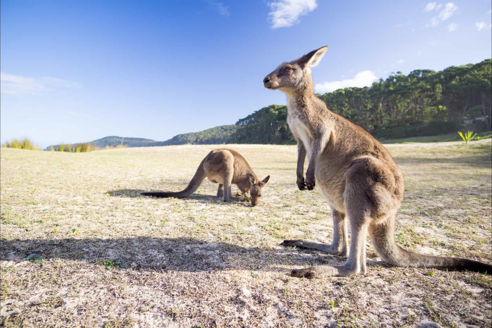 Pebbly Beach Kangaroos