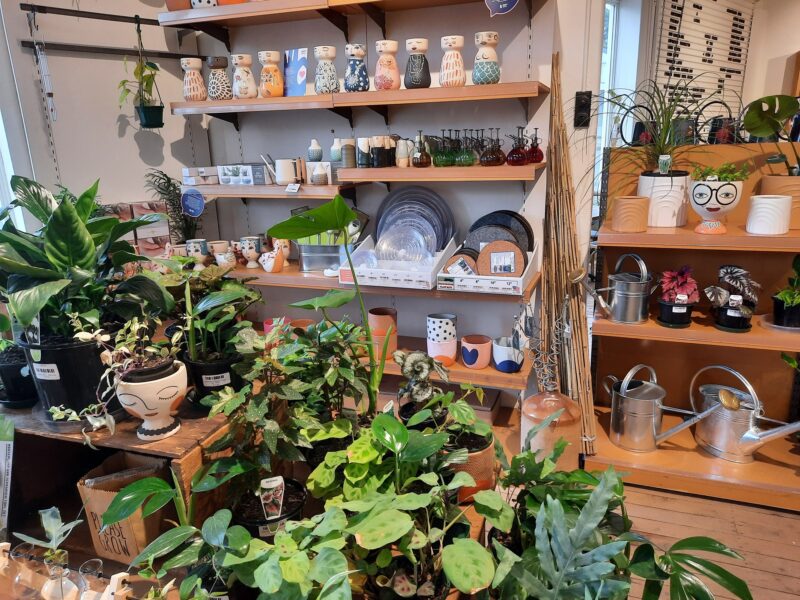 Indoor Plants and Pots