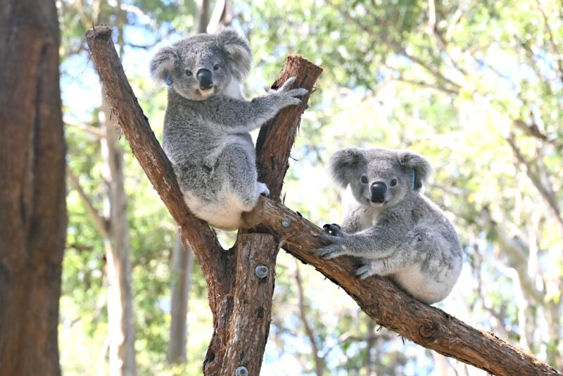 joey koalas