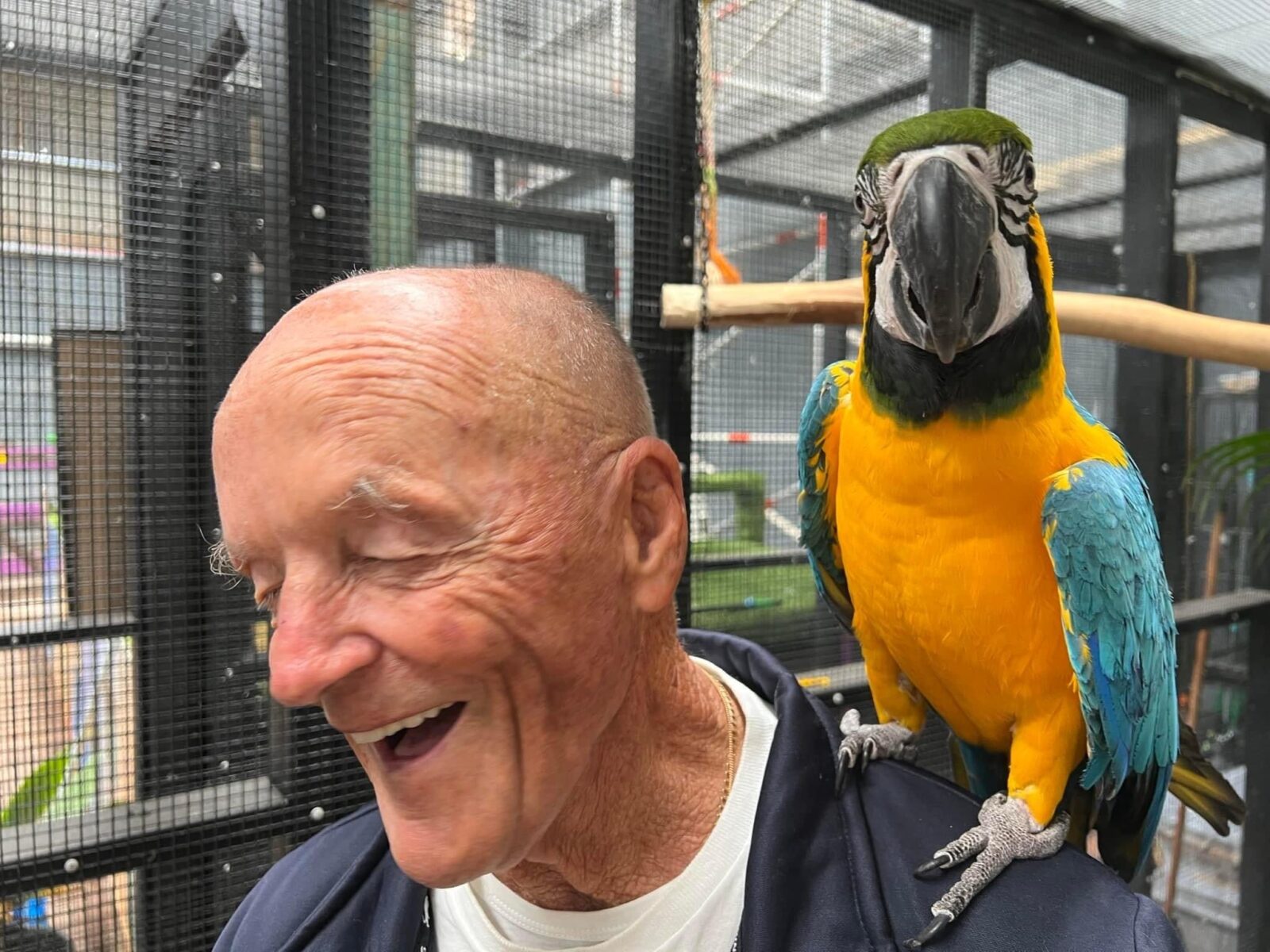 Macaw, encounter with bird