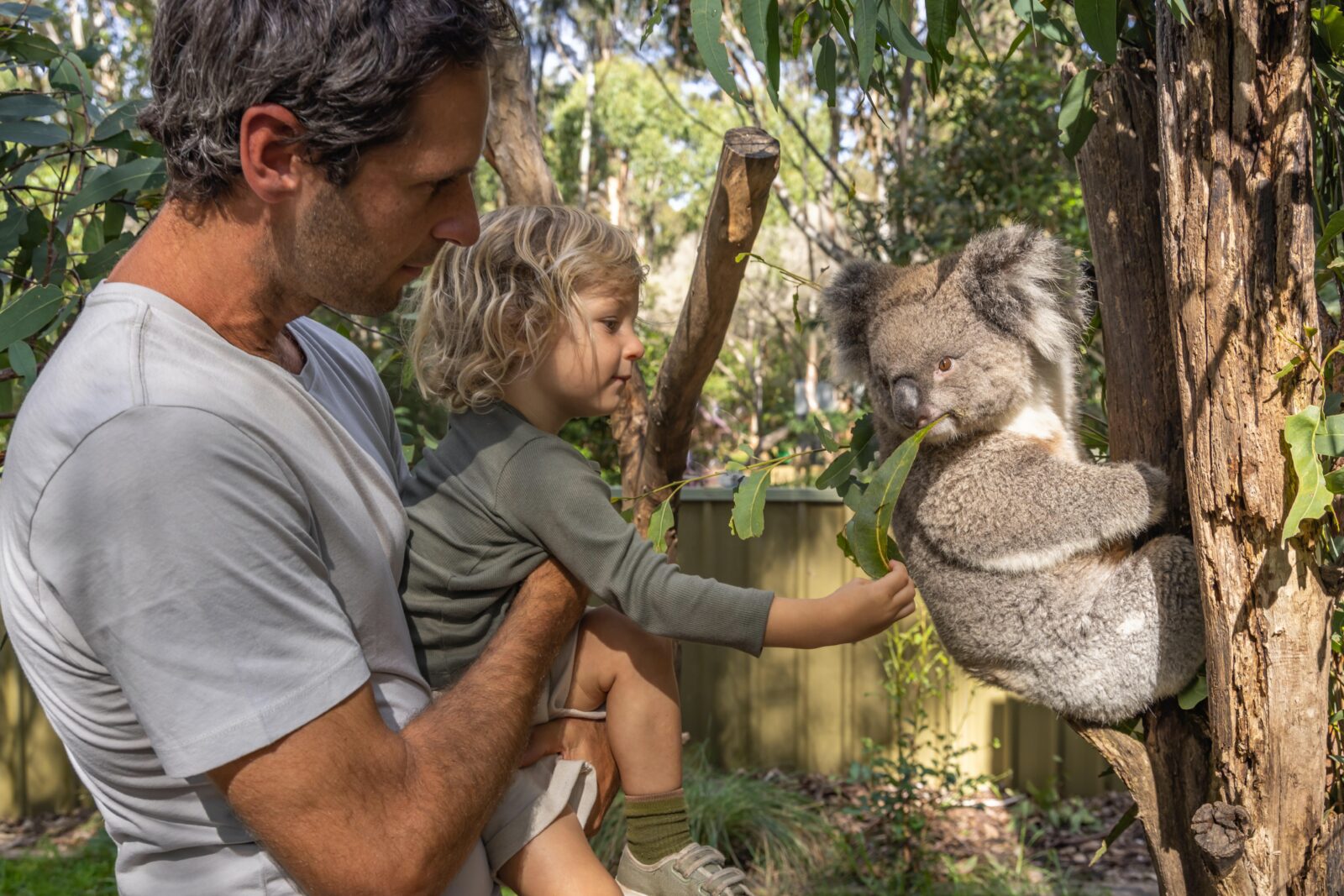 Book a koala encounter to meet and learn more about the koalas