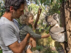 Book a koala encounter to meet and learn more about the koalas