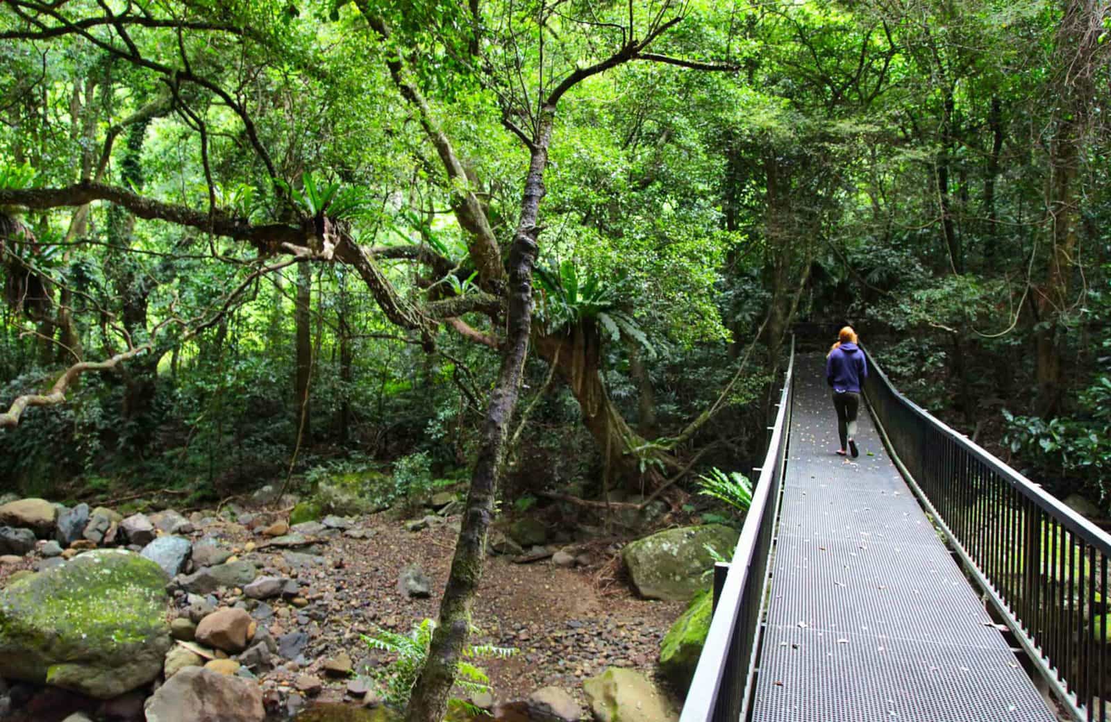 A person enjoying the Rainforest Loop Walk. Photo:Andy Richards