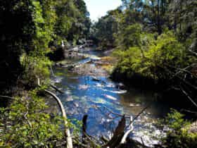Rainforest walk, Coramba Nature Reserve. Photo: Rob Cleary