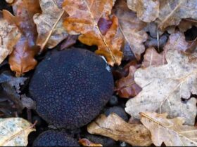 A black round object (truffle) surrounded by brown leaves
