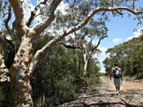 Salvation loop, Ku-ring-gai Chase National Park. Photo: Andy Richards/NSW Government