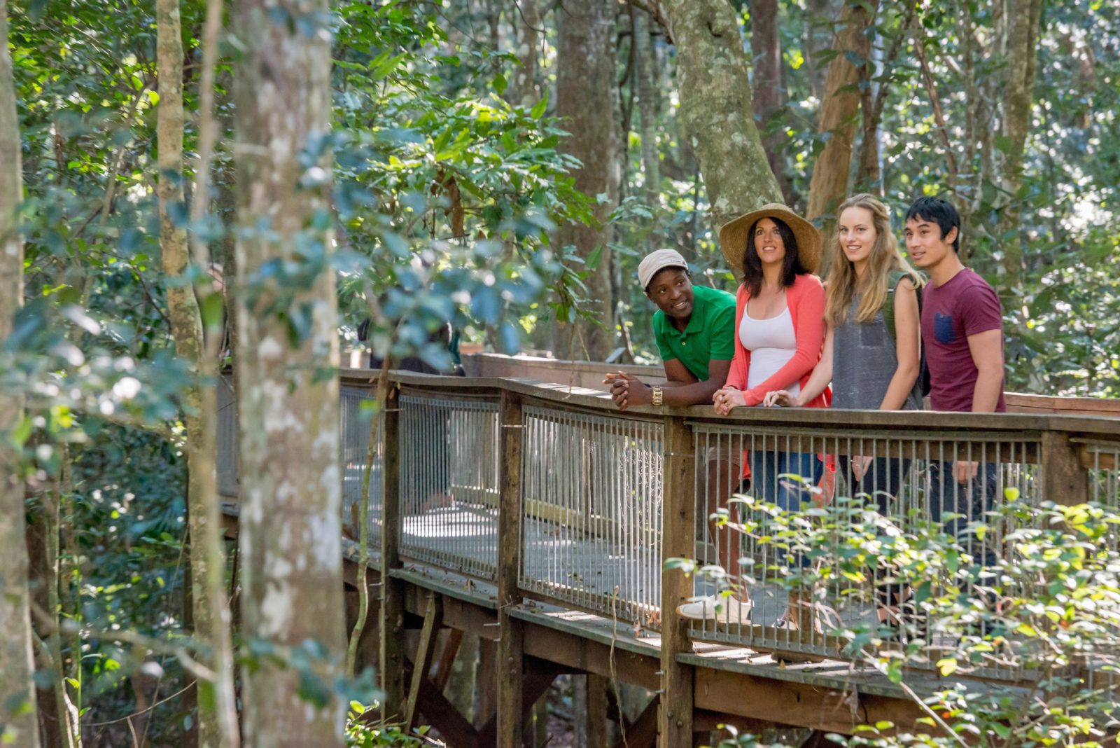 The boardwalk is a 1.3km raised accessible walk through the Rainforest