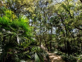 Walkway at Stony Range Botanical gardens