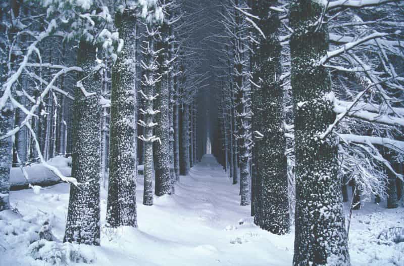 The Sugar Pine Walk, at Laurel Hill (between Batlow & Tumbarumba) under a blanket of snow