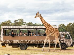 Savannah Safari - Taronga Western Plains Zoo, Dubbo