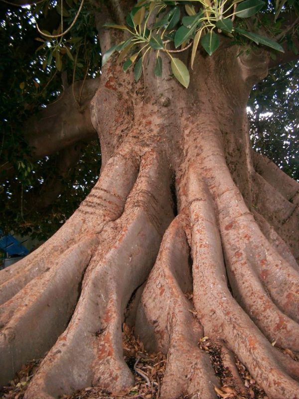 The Big Fig Tree