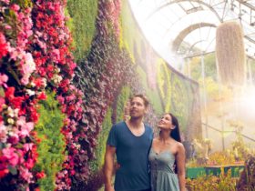 Couple enjoying a walk through The Calyx in The Royal Botanic Garden Sydney