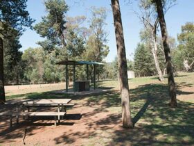 The Pines picnic area, Cocoparra National Park. Photo: John Spencer