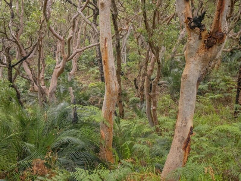 Sydney red gums and the ferny forest floor in Tomaree National Park. Photo: John Spencer © DPE