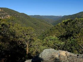Lower Grose Valley views, Vale of Avoca lookout, Blue Mountains National Park. Photo: Elinor