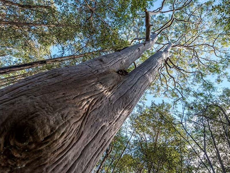 Towering trees, Wallumatta Nature Reserve. Photo: John Spencer © DPIE