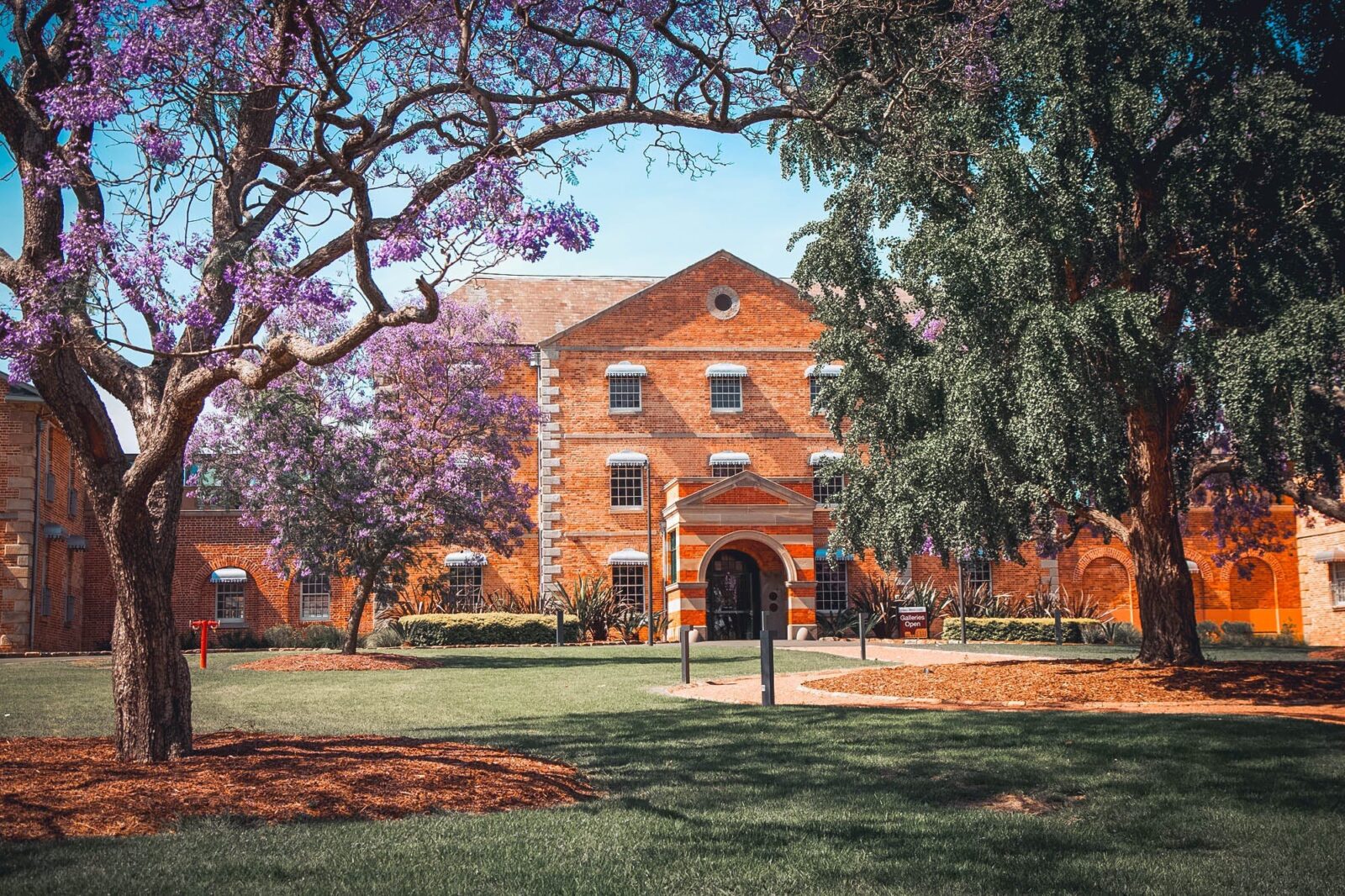 Image of building front including jacaranda tree in bloom