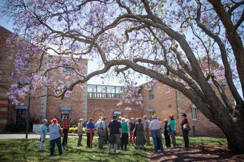 People stand outside the Female Orphan School under jacaranda tree and guide explains