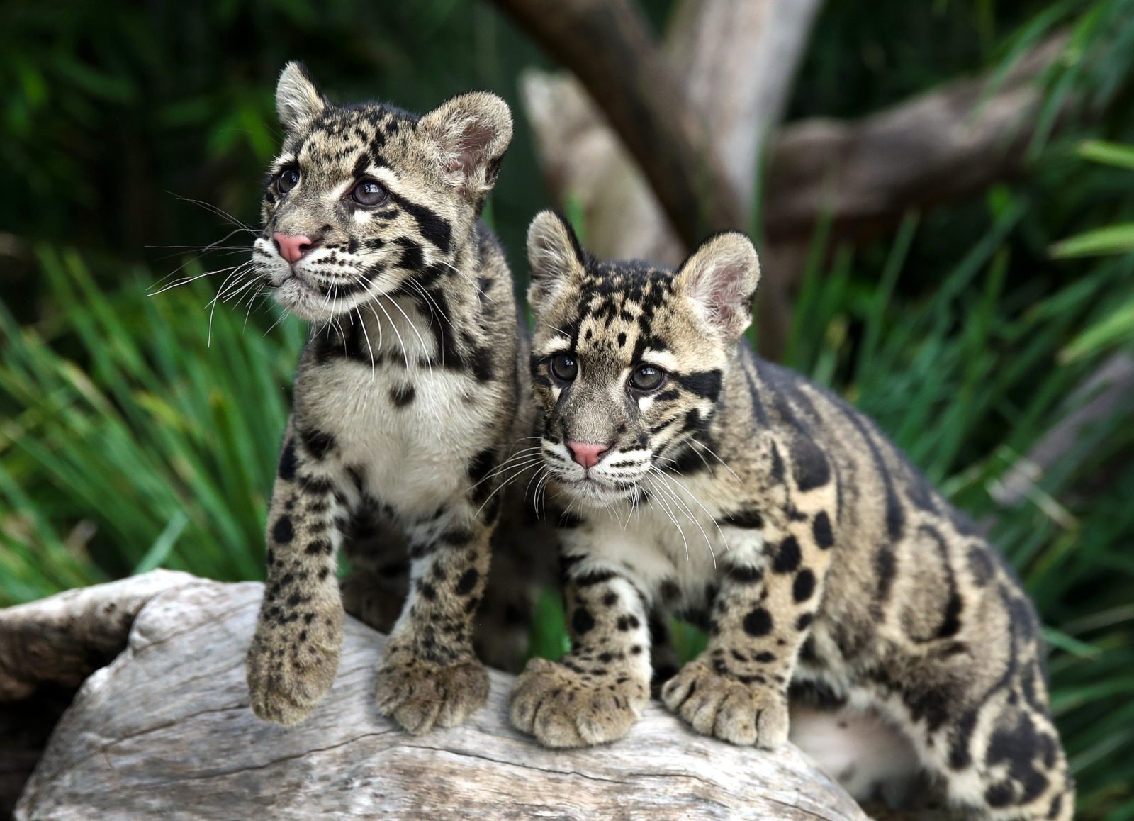 Wild Cat Conservation Centre - Clouded Leopard