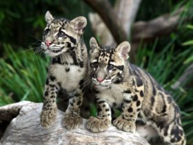 Wild Cat Conservation Centre - Clouded Leopard