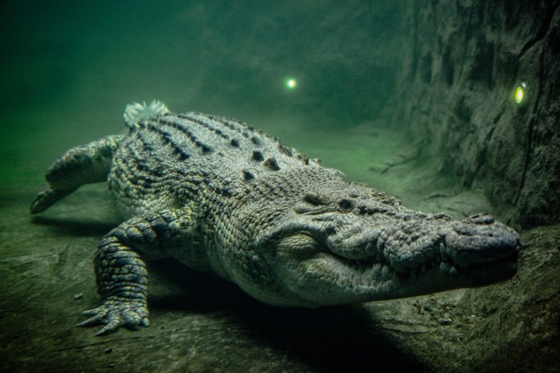 Rocky the Saltwater Crocodile