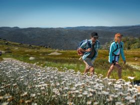 Hike through fields of wildflowers on your way to Mt Kosciuszko