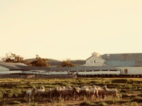 Sheep in front of Woolshed
