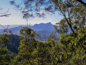 View through trees to Wollumbin (formerly Mount Warning) in Wollumbin National Park. Photo: Brian